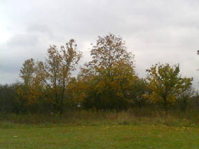 20091014_autumn_maples_photo 20091014_autumn_maples_photo