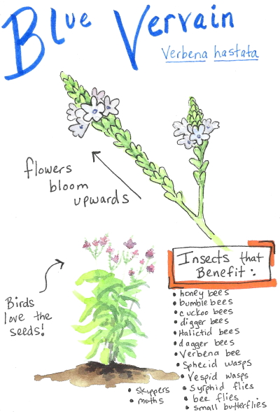 Watercolor sketch of blue vervain native plant